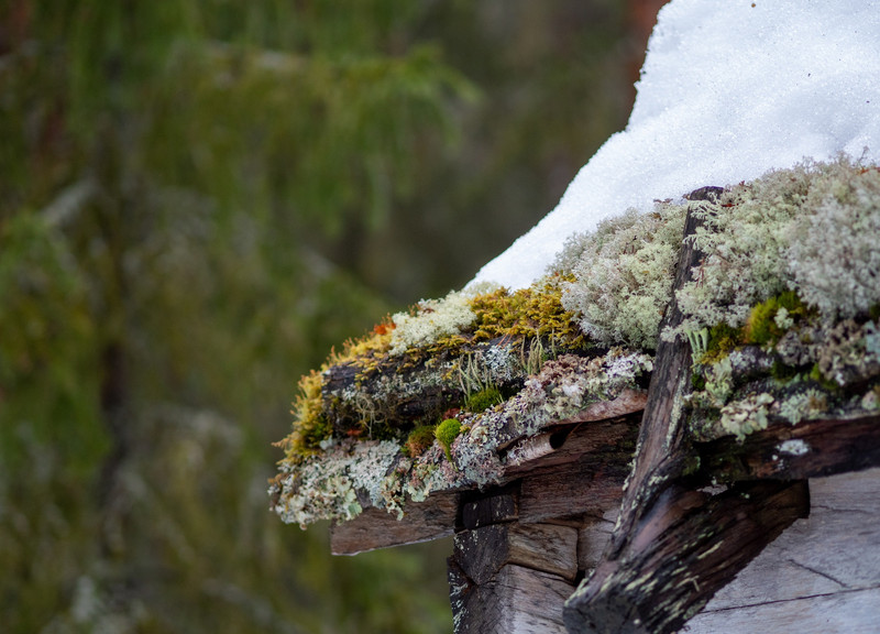 Lichen